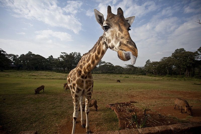 giraffe-header