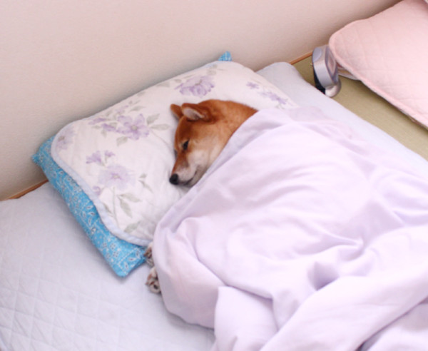 ふんどし寝込み
