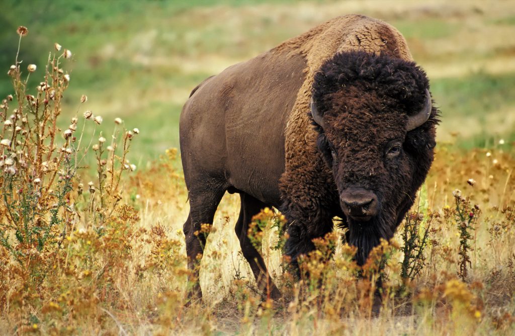 bison