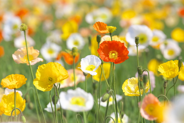 iceland-poppy